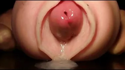 عكس القطة في الحفاض